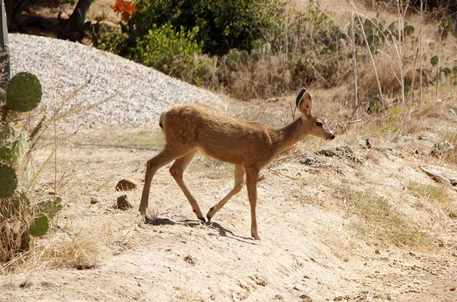 Catalina Island’s Entire Deer Population to Be Killed