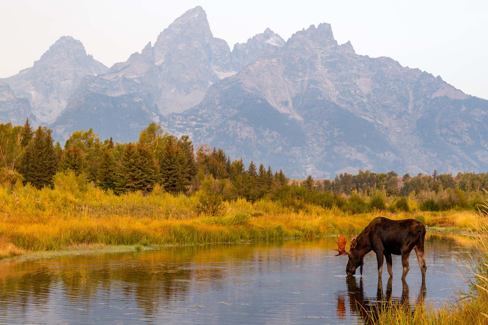Wild,Bull,Moose,In,Grand,Teton,National,Park,Near,Jackson