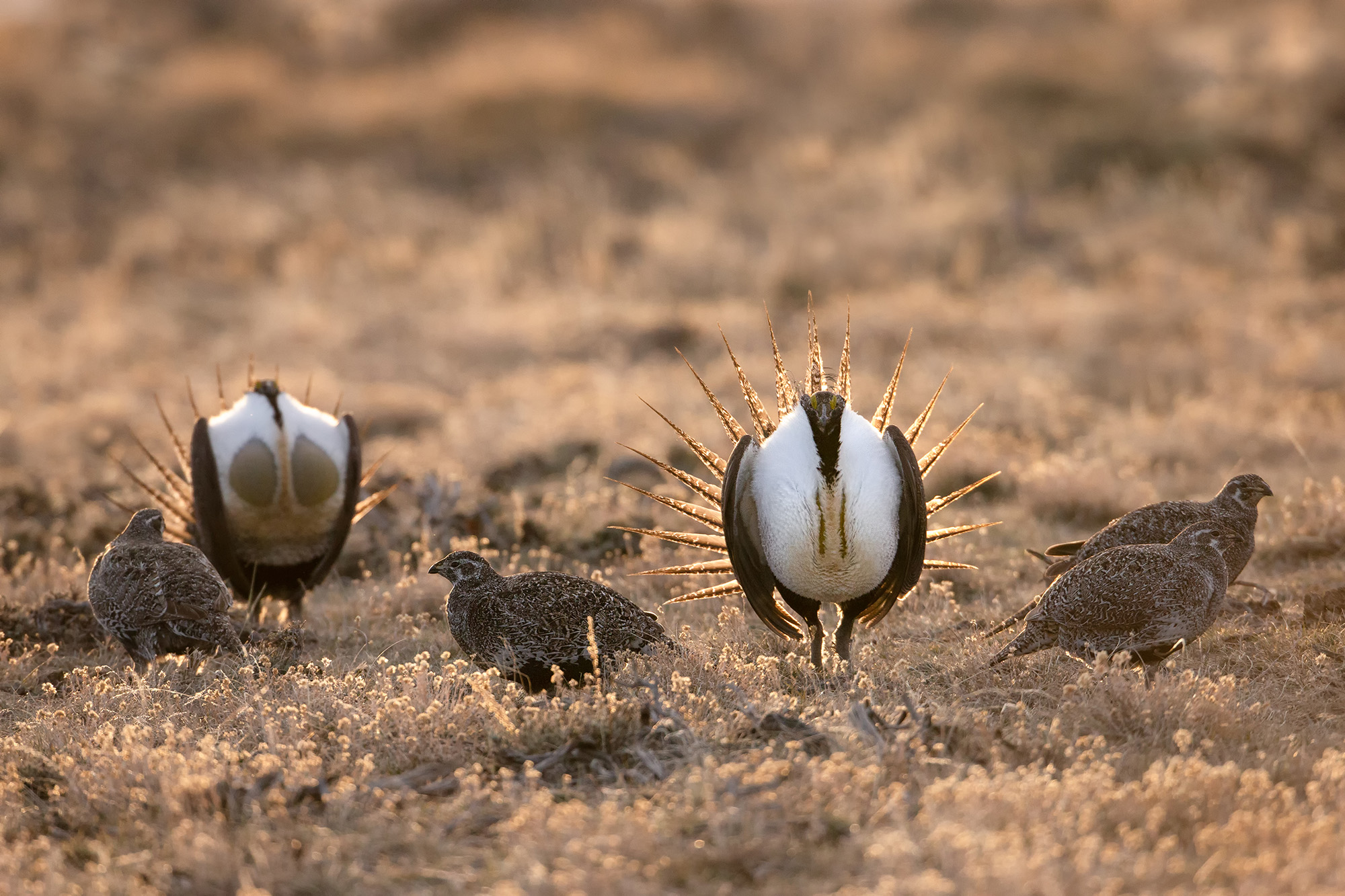 Sage Grouse