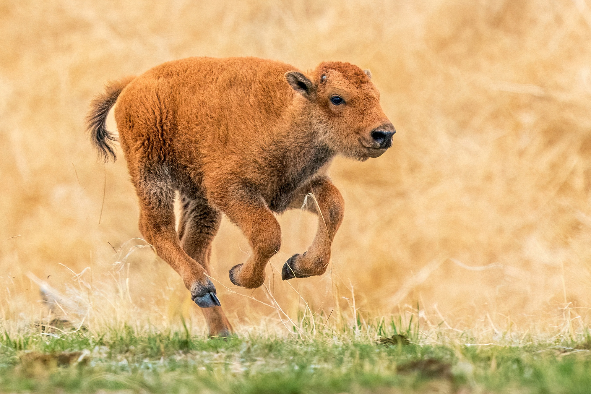 Bison Calf