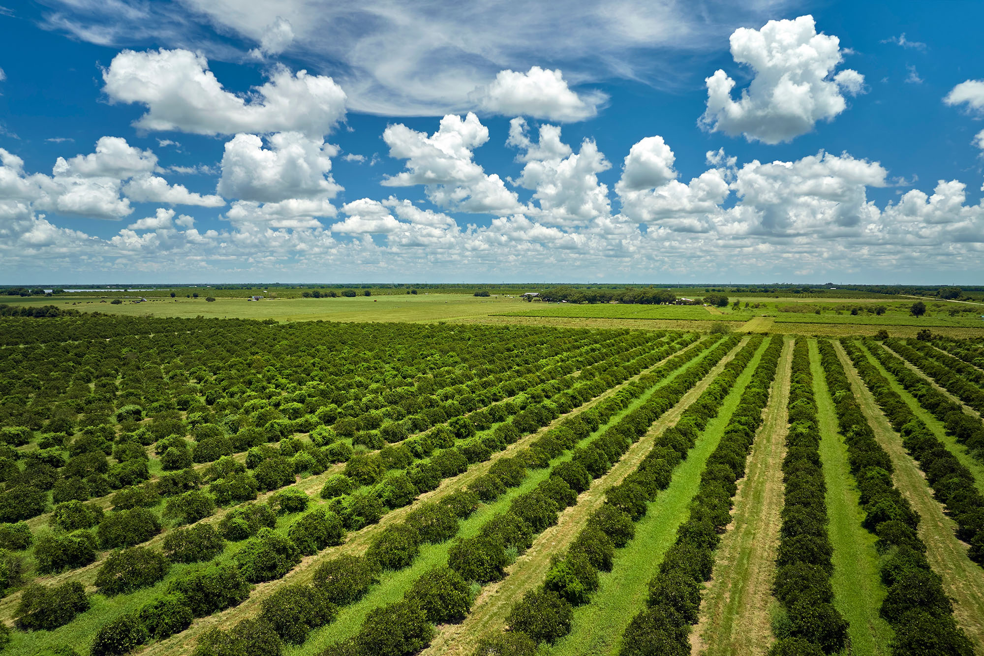 Florida Orange Groves