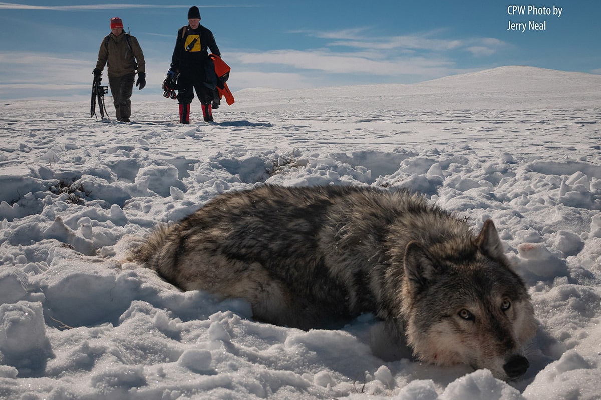 A Colorado Wolf and CPW Workers