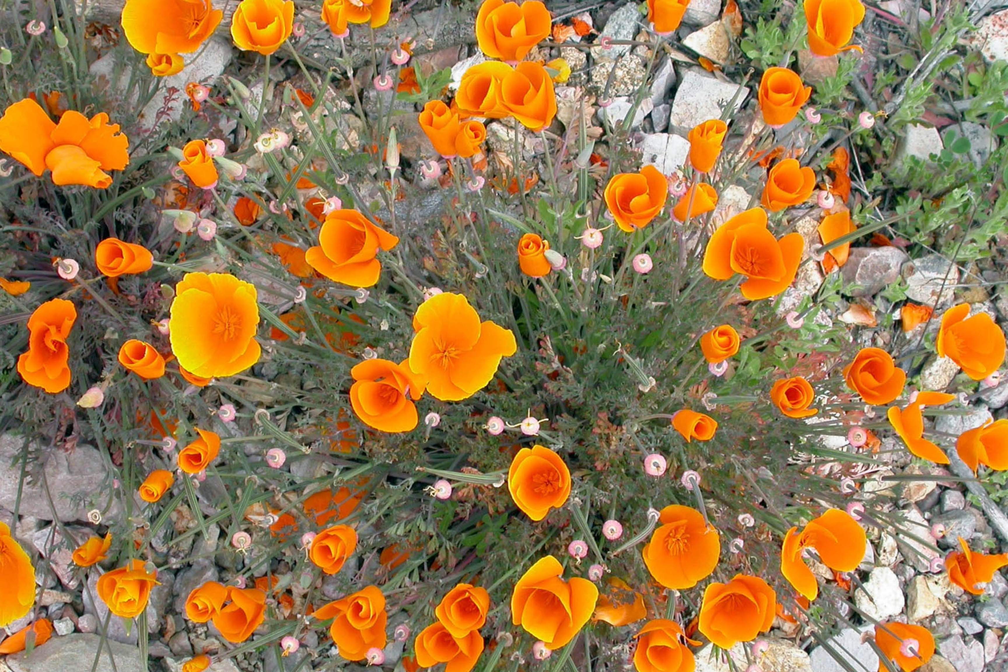 orange poppy flowers in bloom