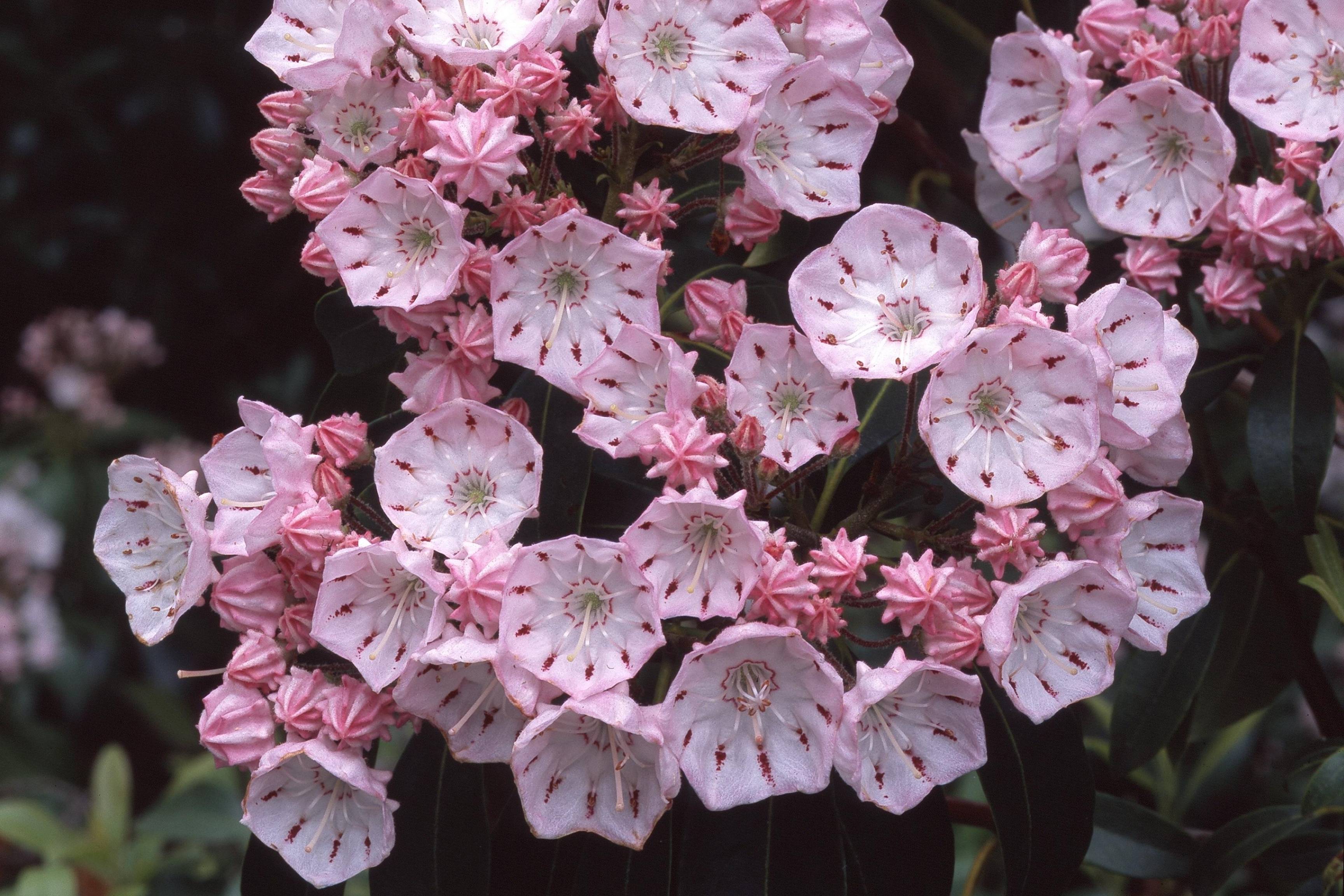 bush of pink flowers