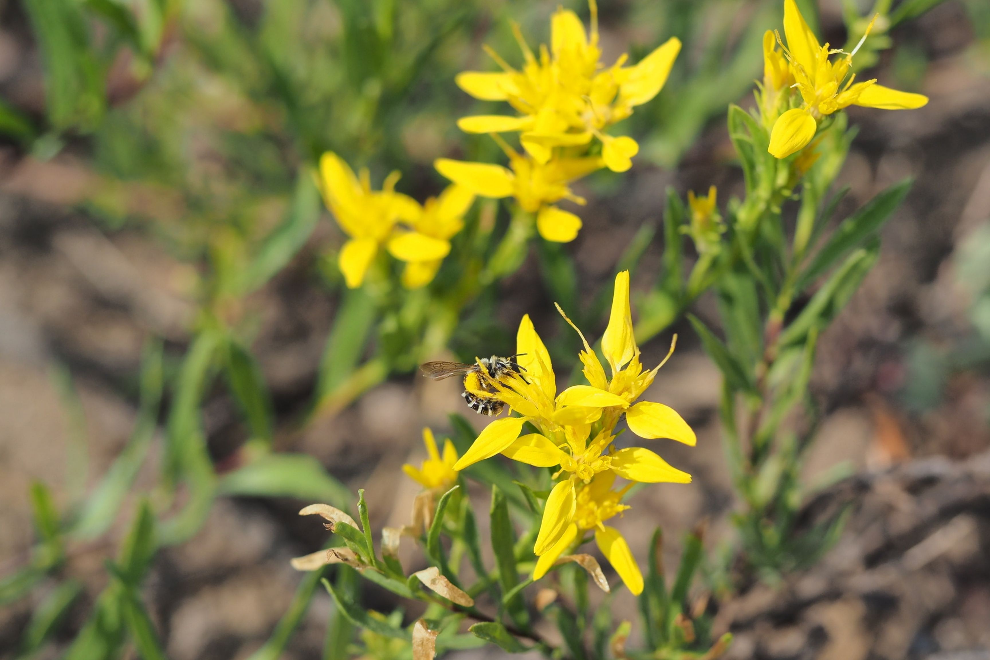 bee on yellow flower