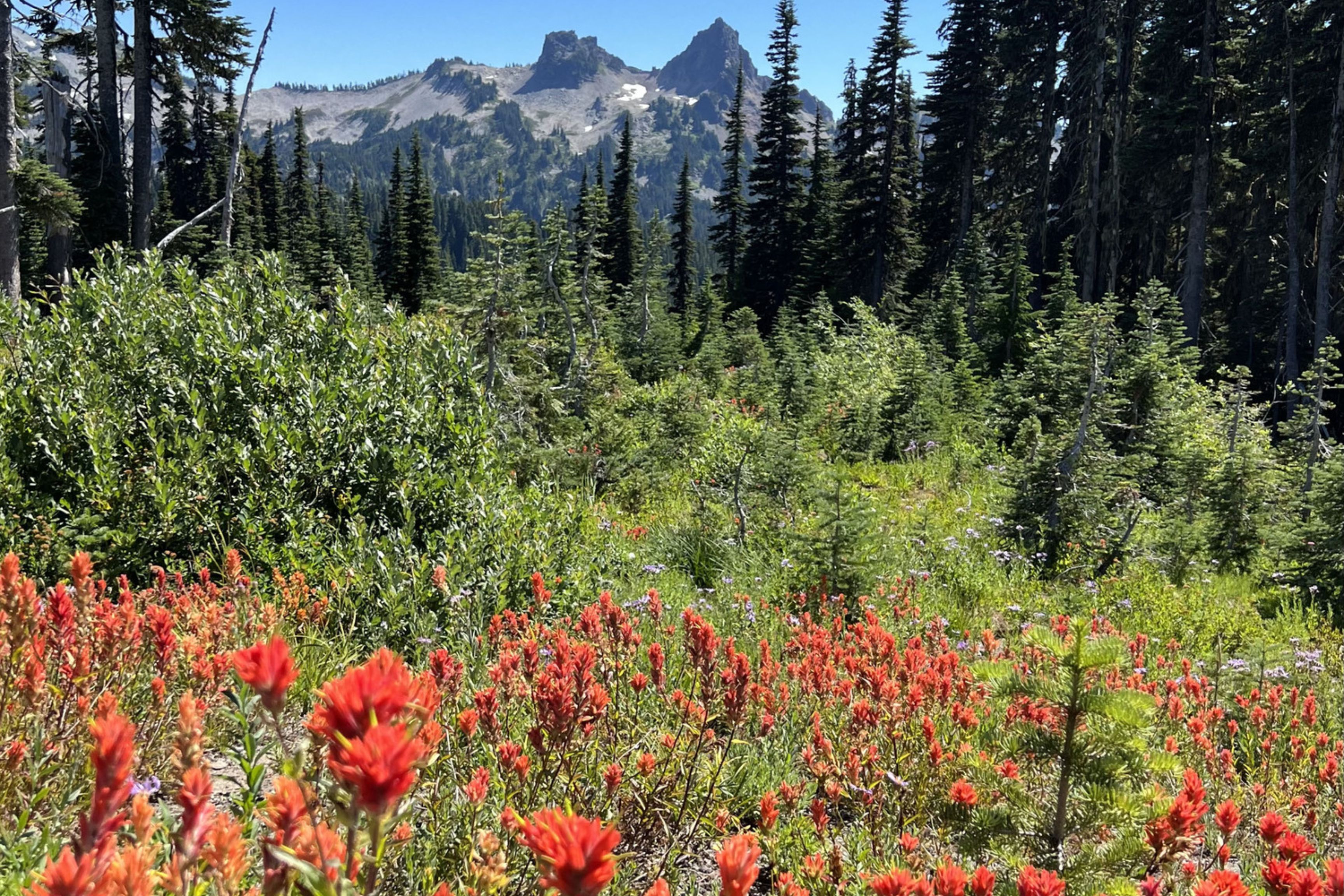 flowers in meadow with mountain in distance