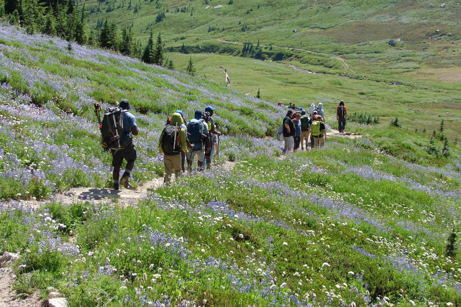 America in Bloom: 6 Best National Parks for Wildflowers