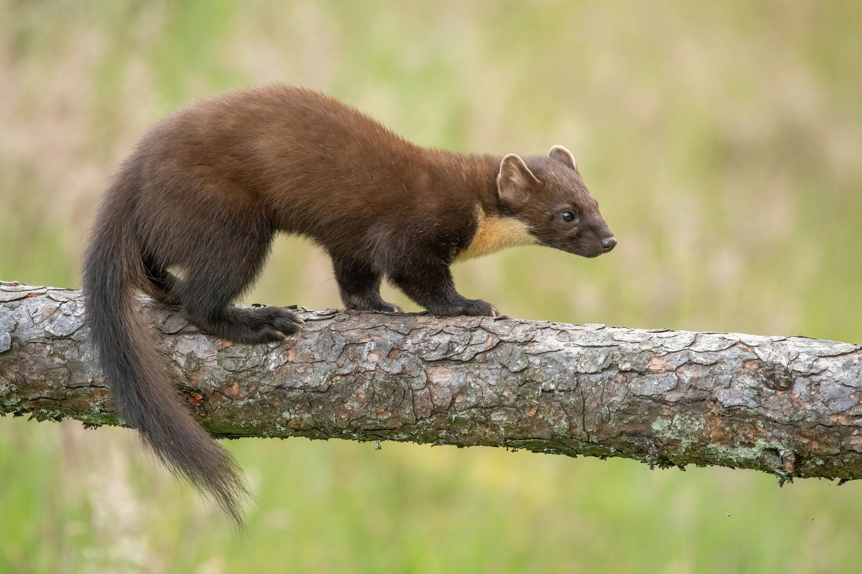 pine marten on a tree branch