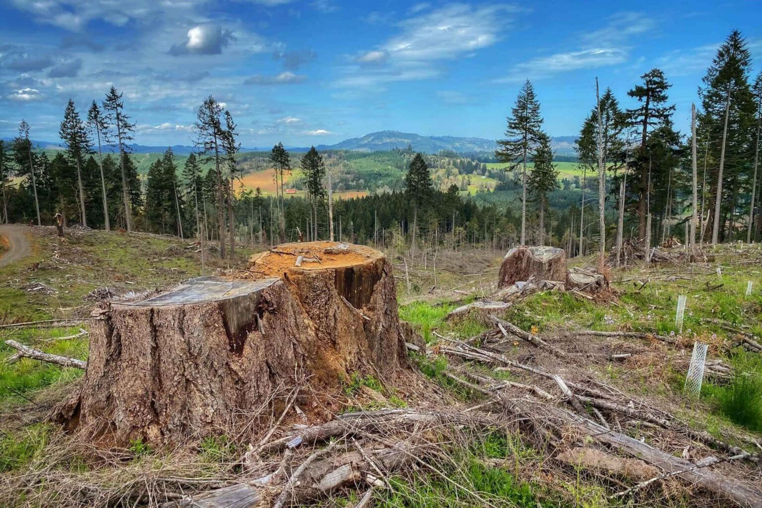BLM Expedites Massive Logging Expansion in Western Oregon