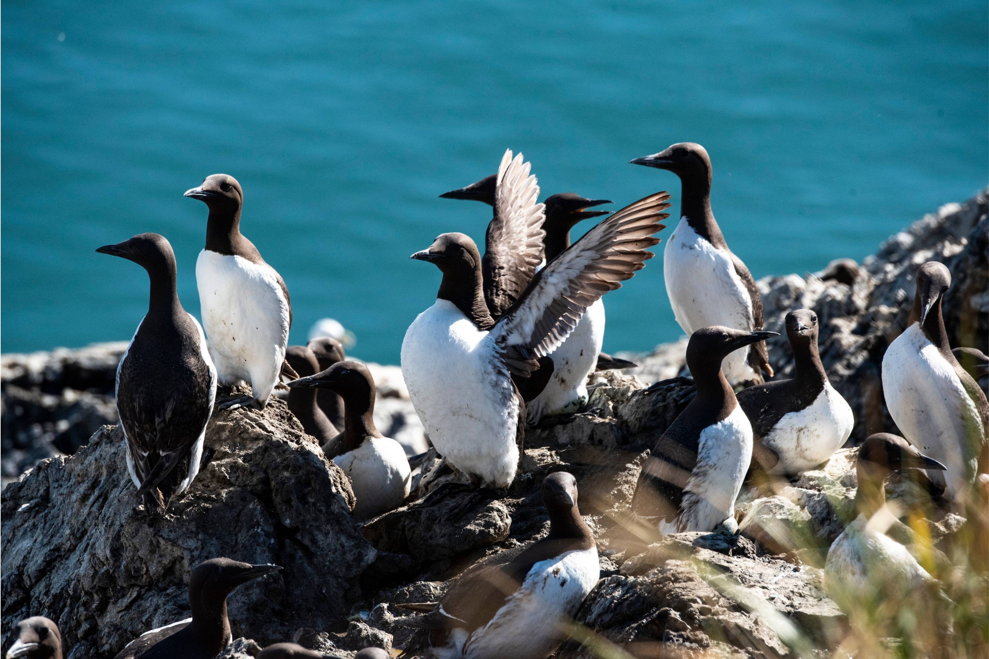 a group of black and white birds by the ocean