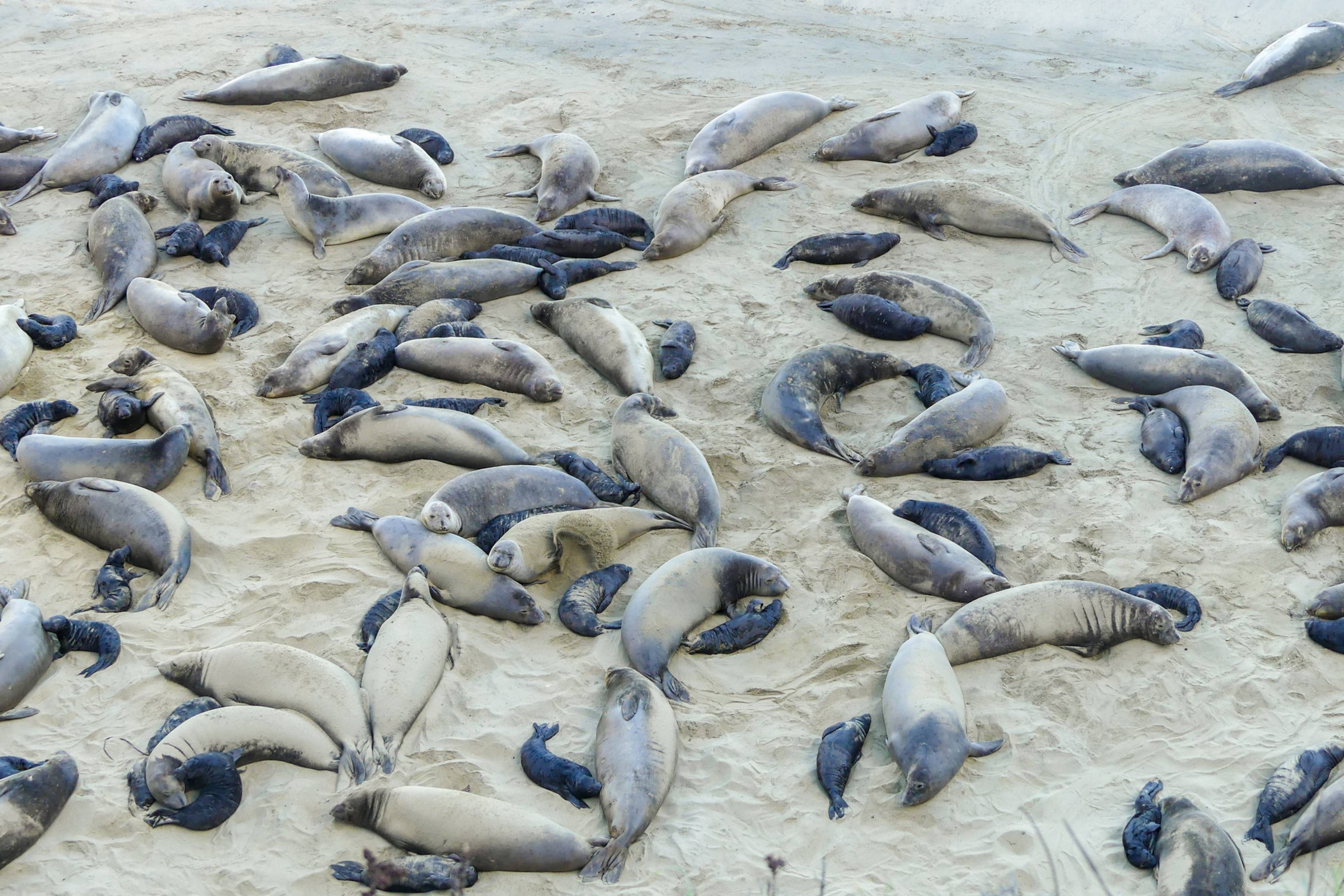 group of elephant seals on a sandy beach