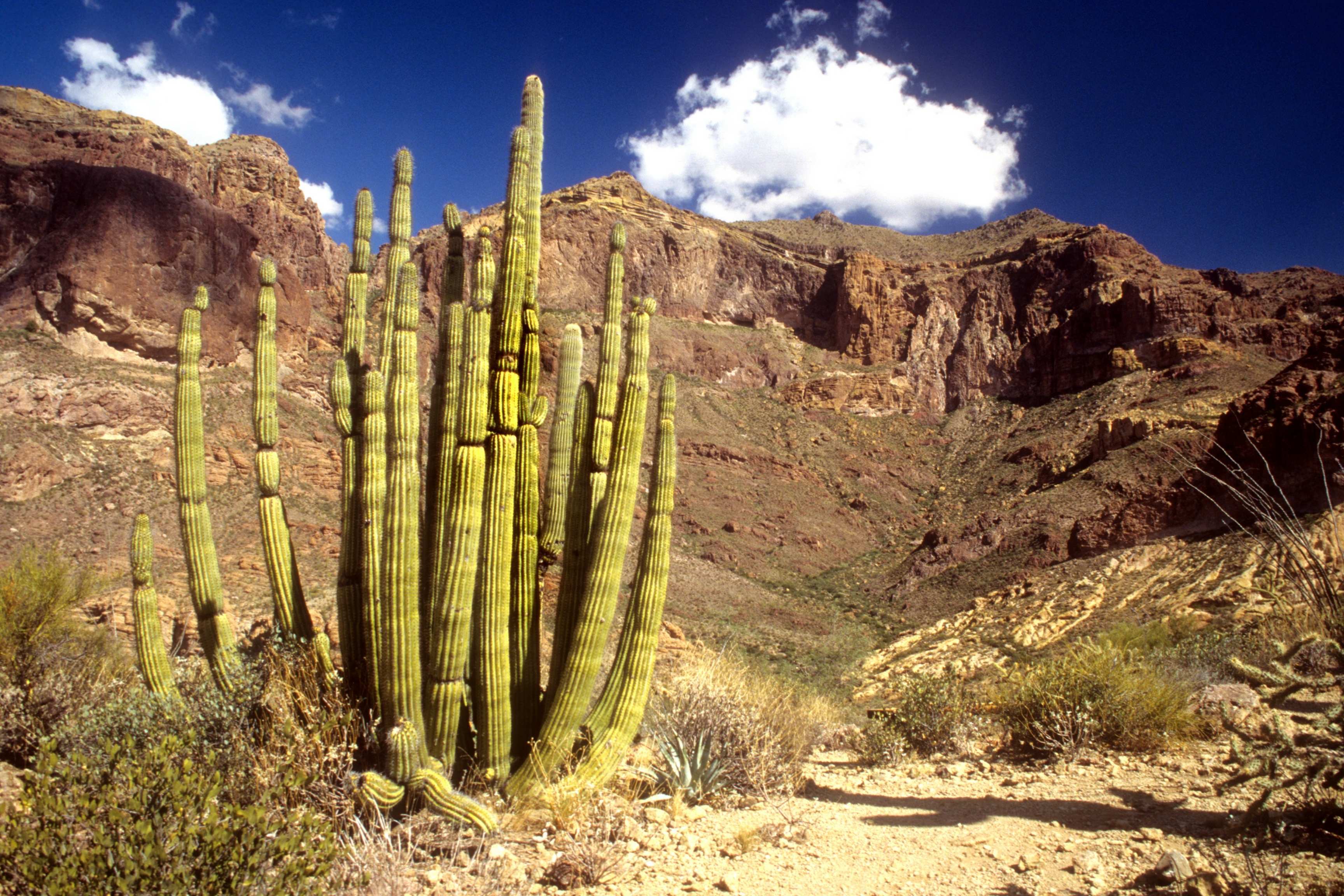 cactus in front of a mountain and blue sky