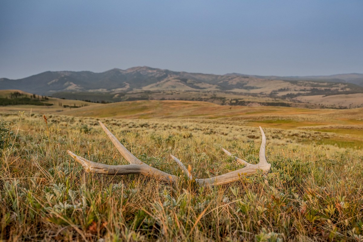 Shed Antler Hunting
