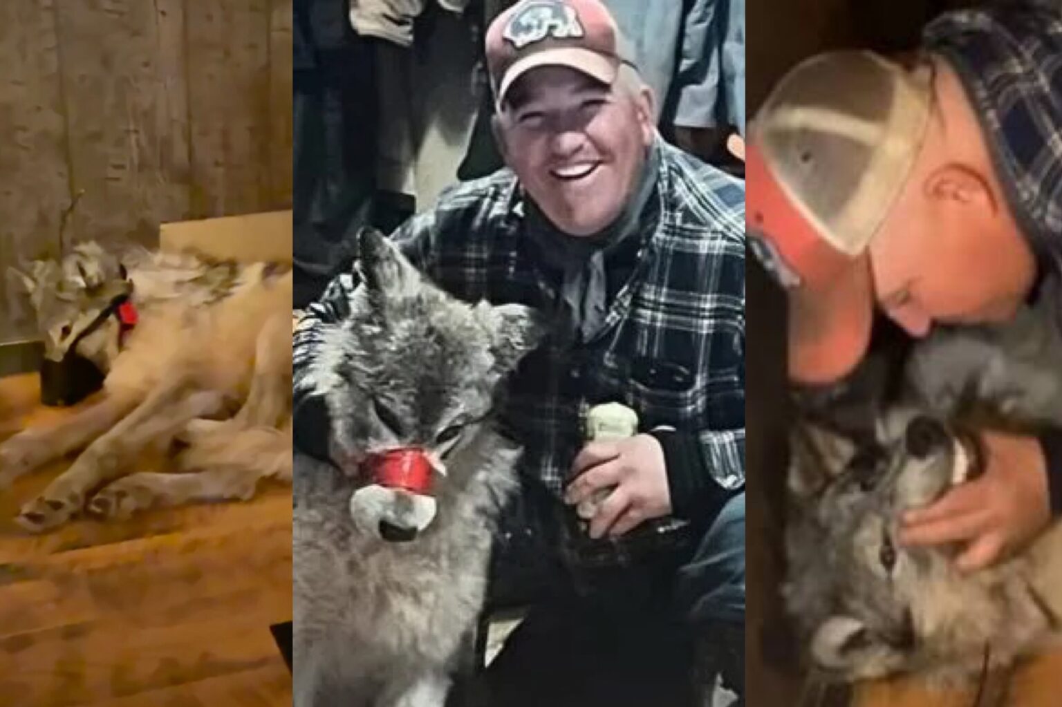 Guilty, No Jail Time in Notorious Wolf Abuse Case