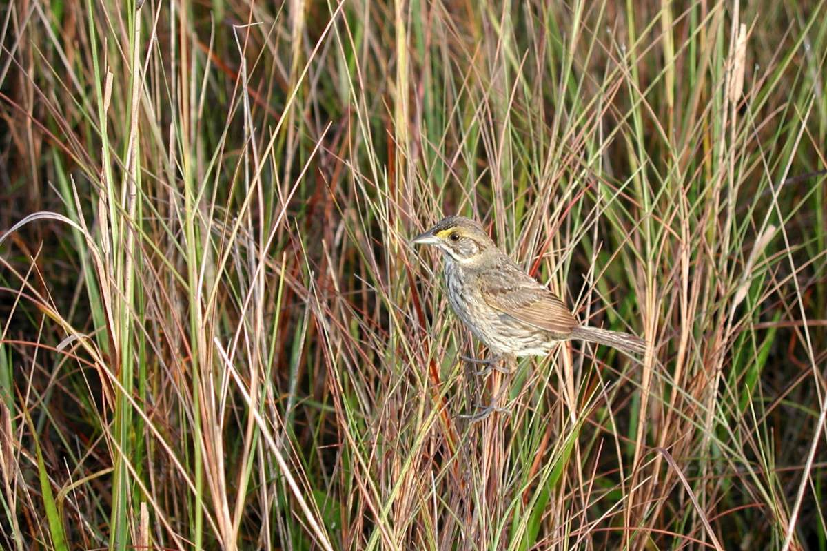 bird in tall grass