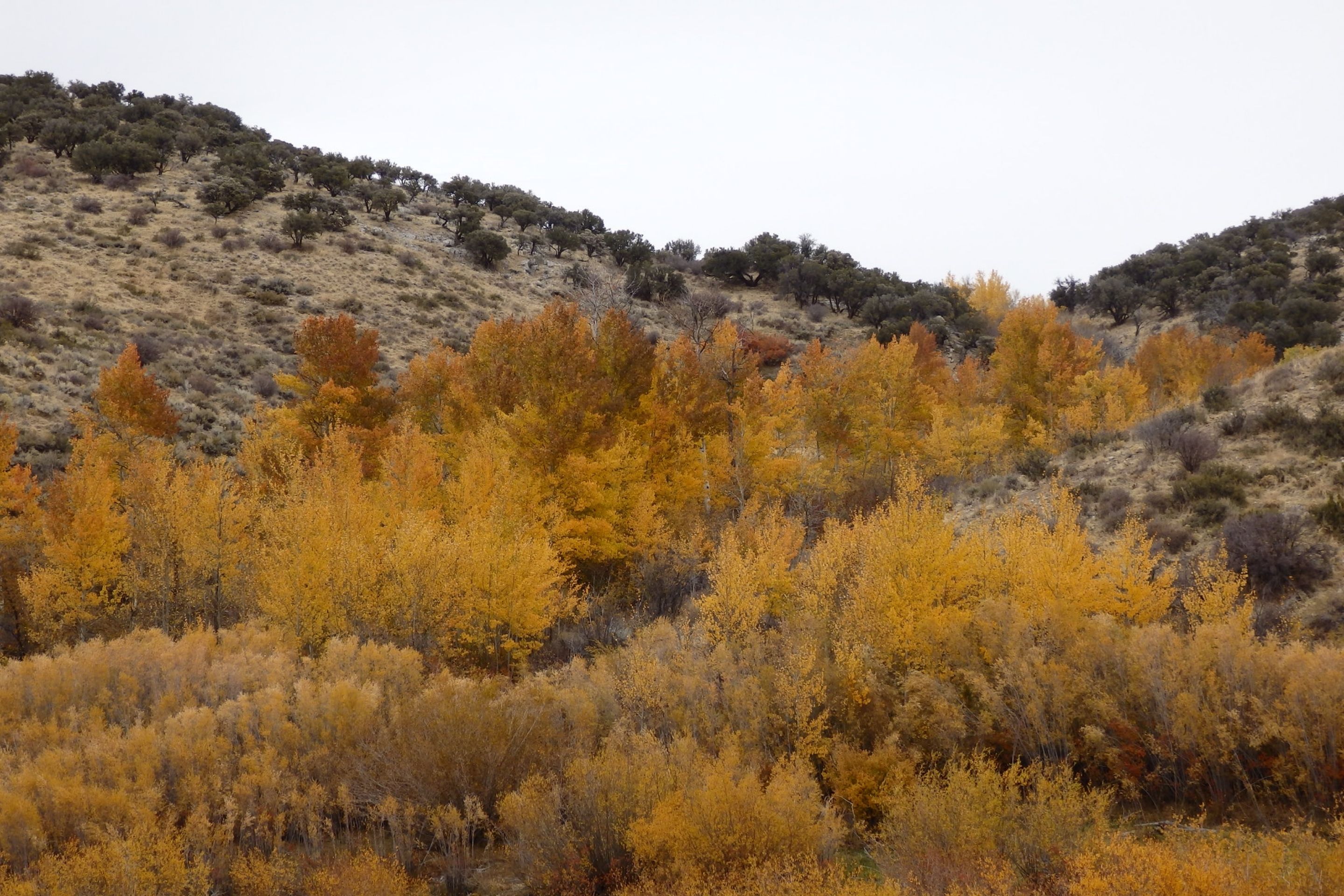 autumn trees by mountain