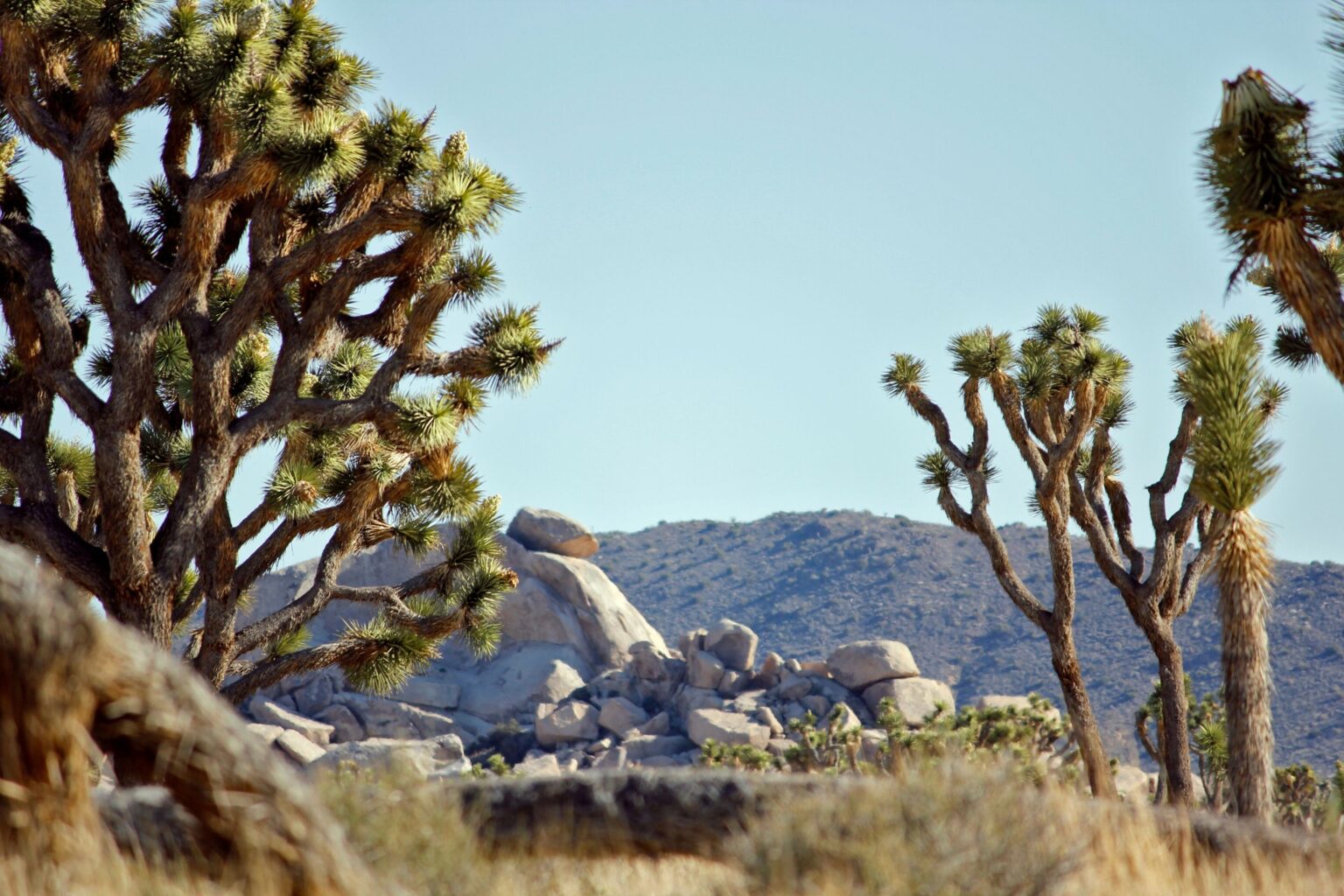 Mining Company Plans to Drill Within 100 Feet of Joshua Tree National Park Mining Company Plans to Drill Within 100 Feet of Joshua Tree National Park