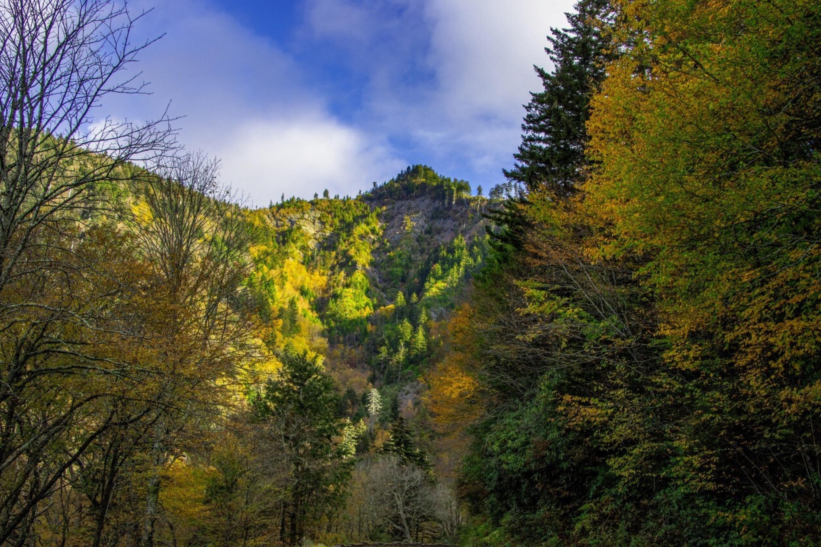 blue sky and mountains with fall foliage
