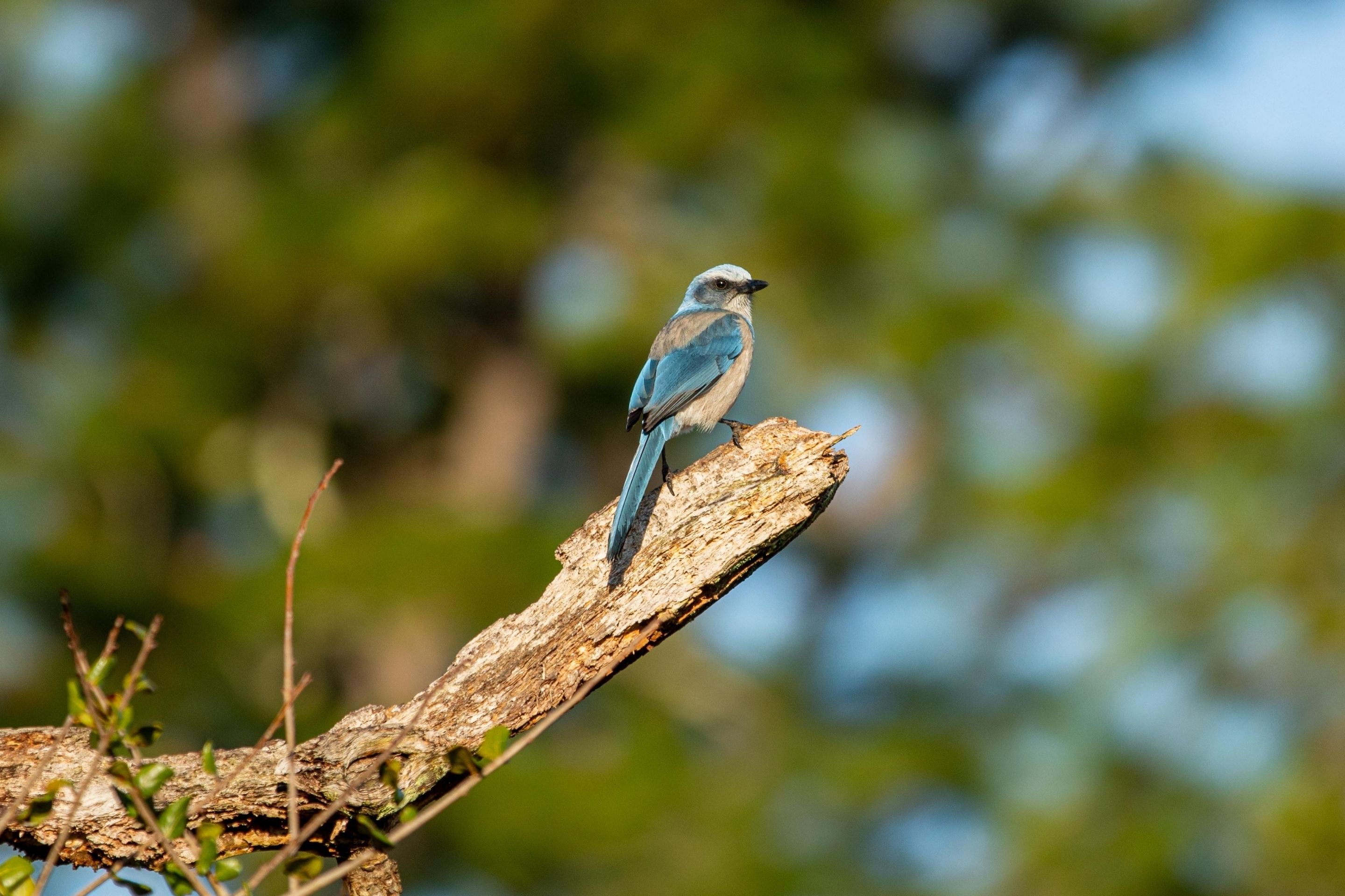 blue bird on a trail