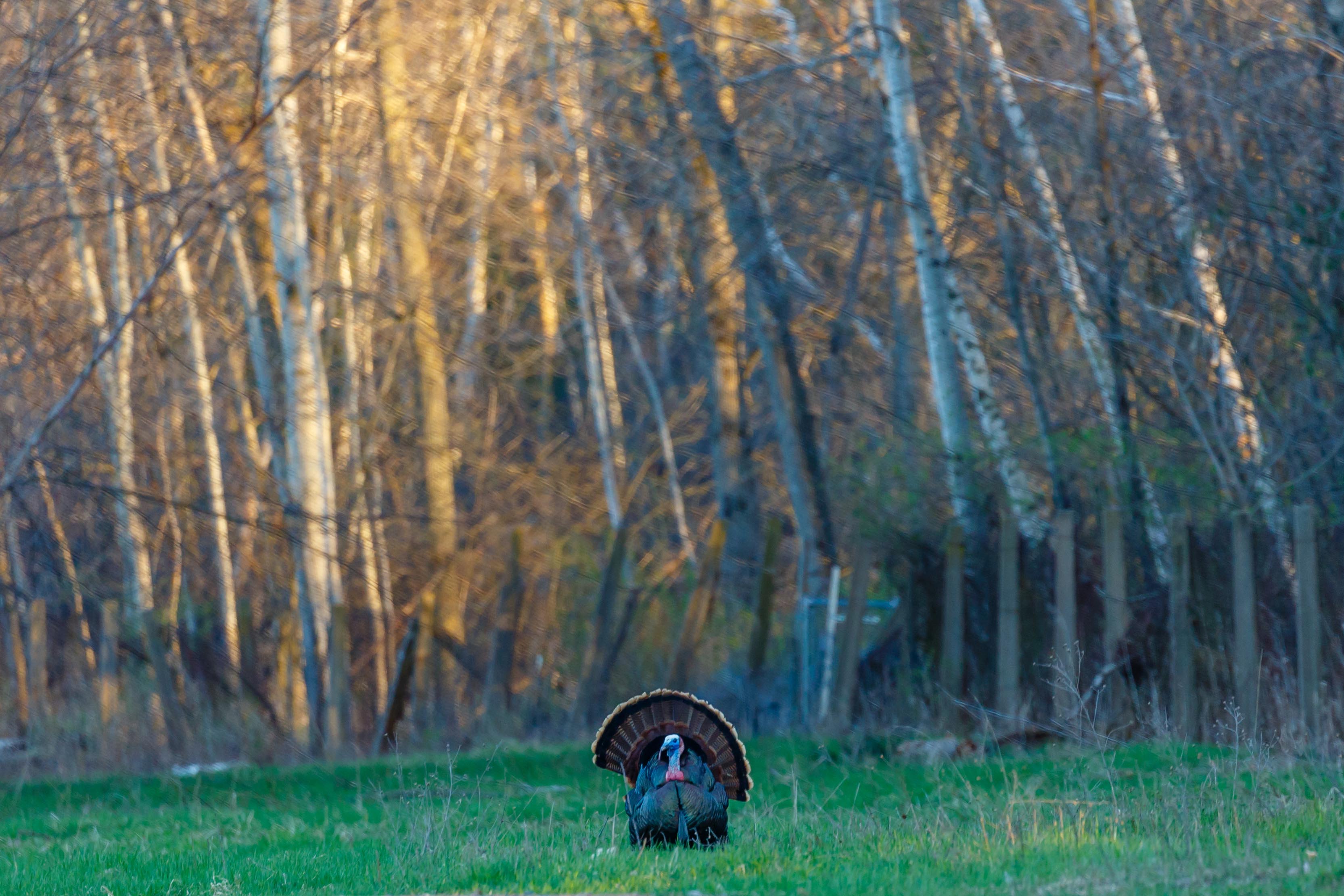 turkey hunting story
