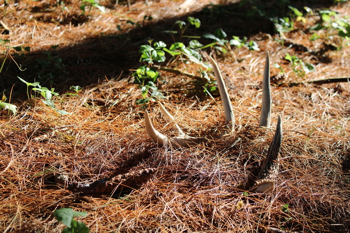 deer shed