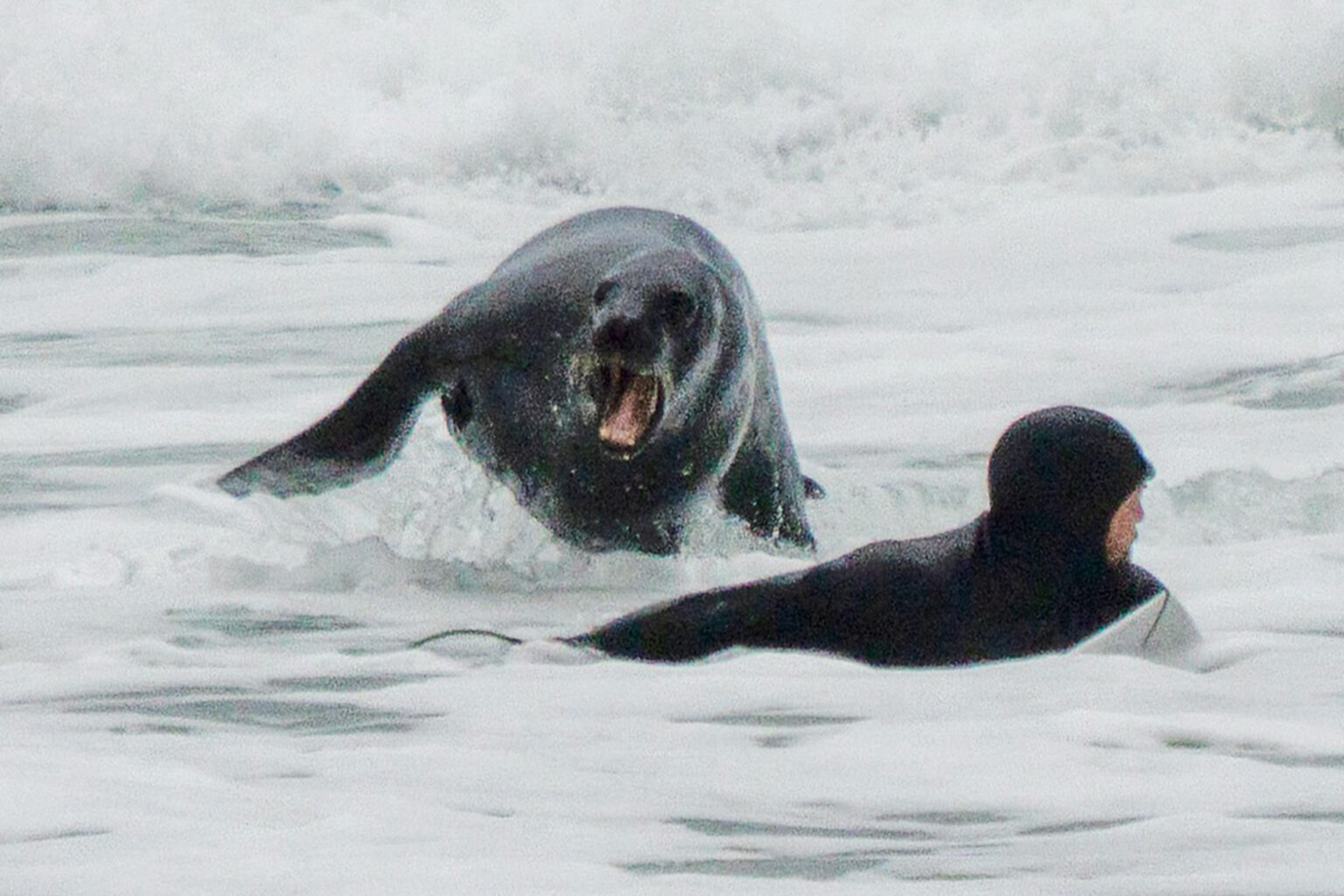 Surfer Chased Out of Lineup by Angry Sea Lion in Wild Video