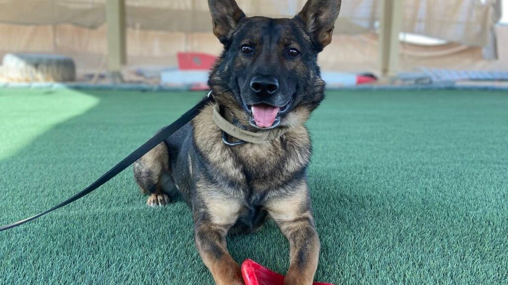 How a Nonprofit Connects Military Working Dogs With Veteran Canine Handlers
