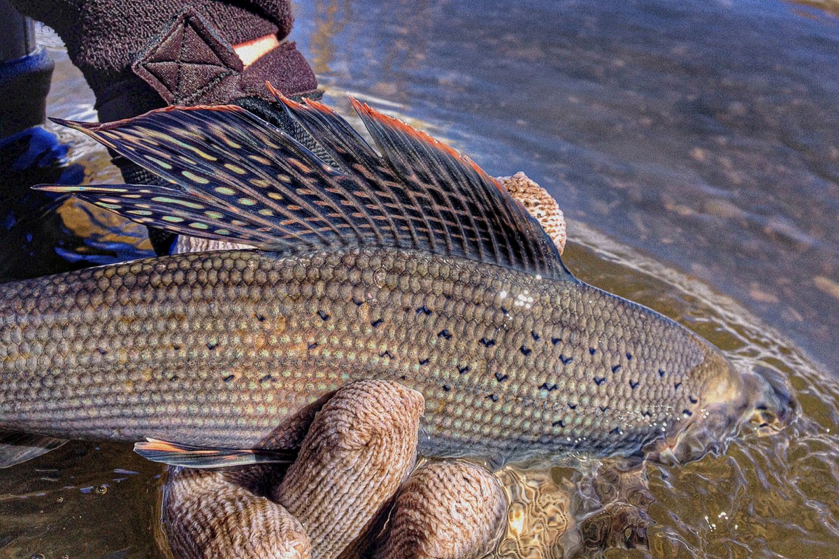 Arctic Grayling