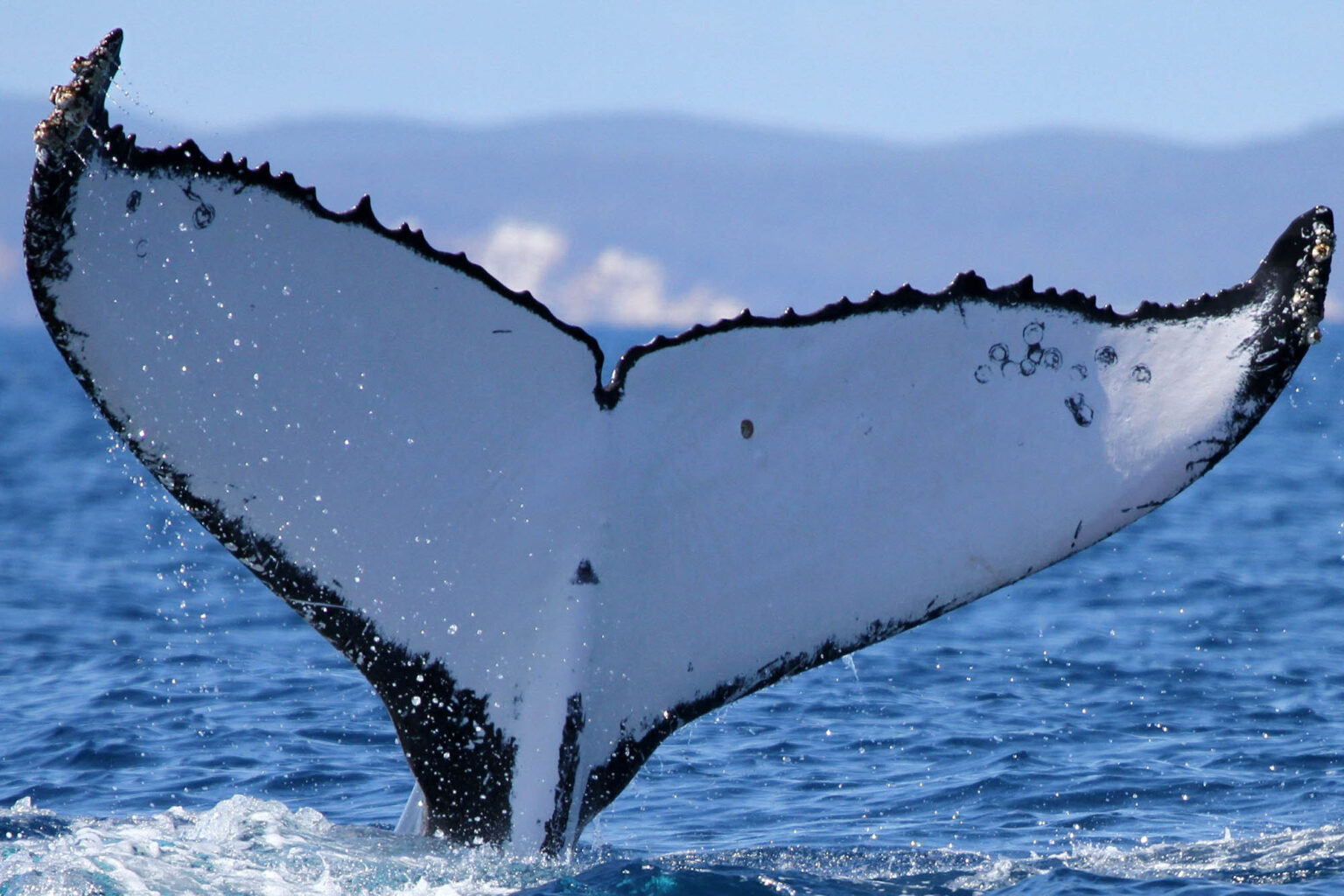 Some Humpback Whales Migrate Across the Globe Some Humpback Whales Migrate Across the Globe