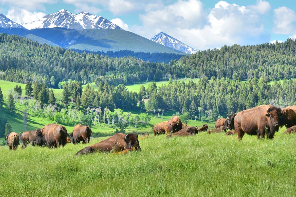 Flying D Ranch Bison