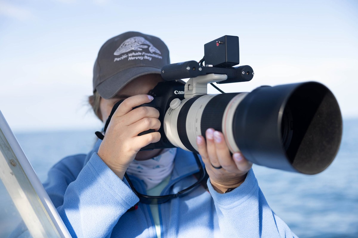 Researcher-taking-photos_Credit-Pacific-Whale-Foundation
