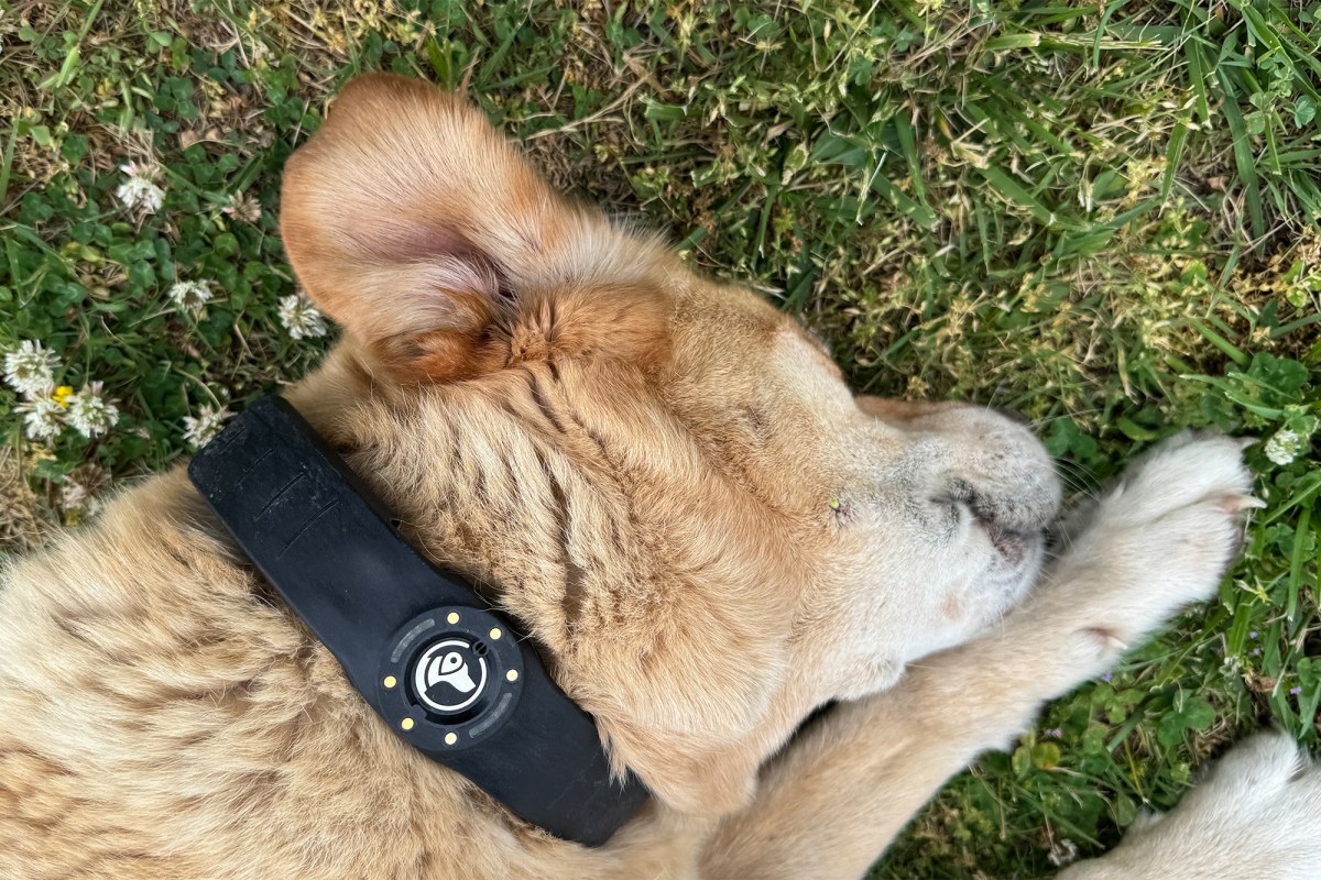 Close-up of the SpotOn NOVA dog collar on a dog lying in the grass
