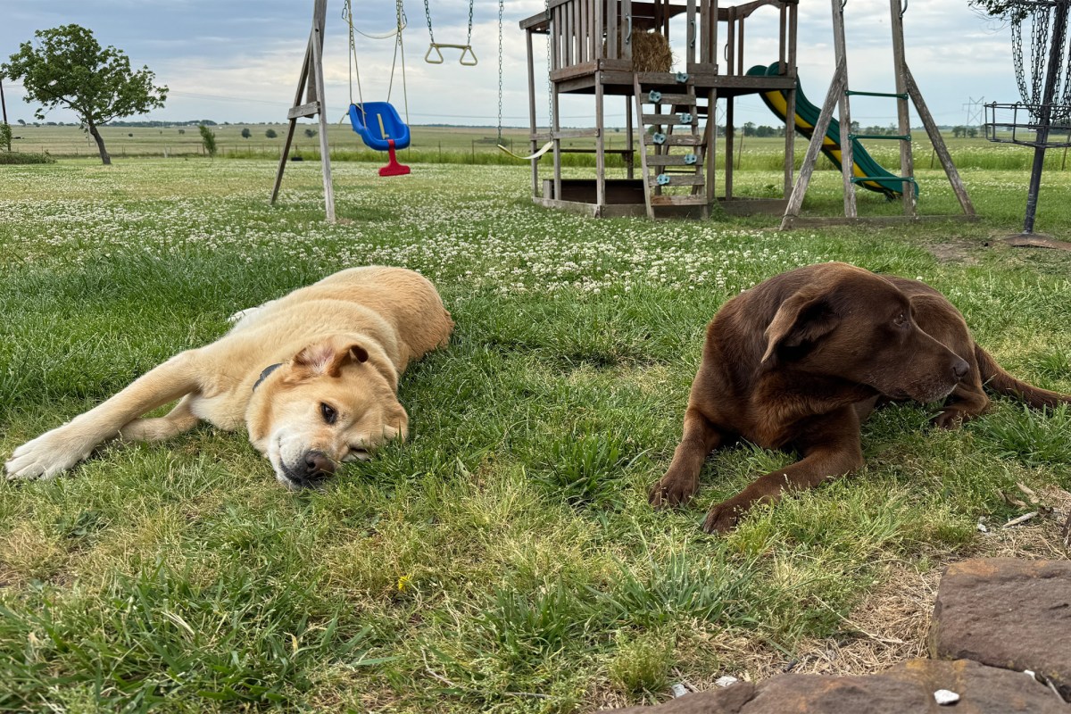 Two dogs resting in a grassy yard during SpotOn NOVA collar testing