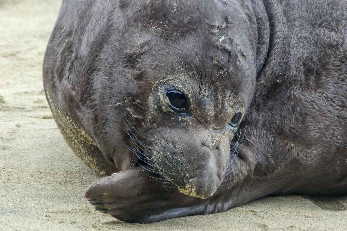 an elephant seal pup biting its flipper