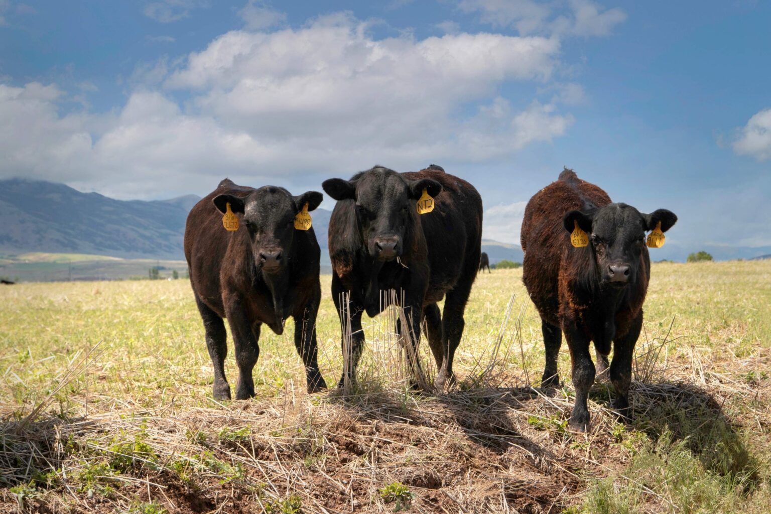 Virtual Fences: The Newest Tool in Managing Grazing on Public Lands