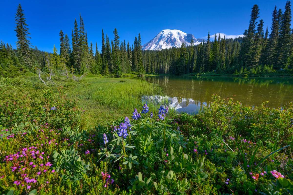 mountain in background with lake and wildflowers in foreground 