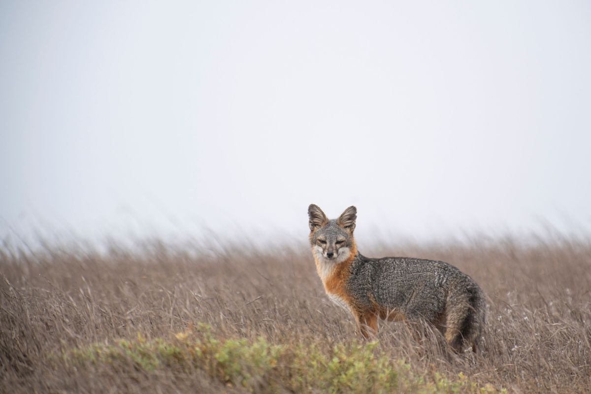 fox in grass