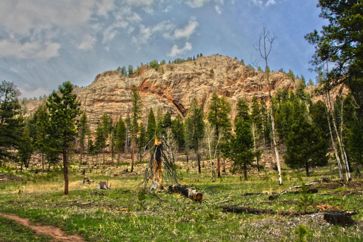 rock surrounded by trees