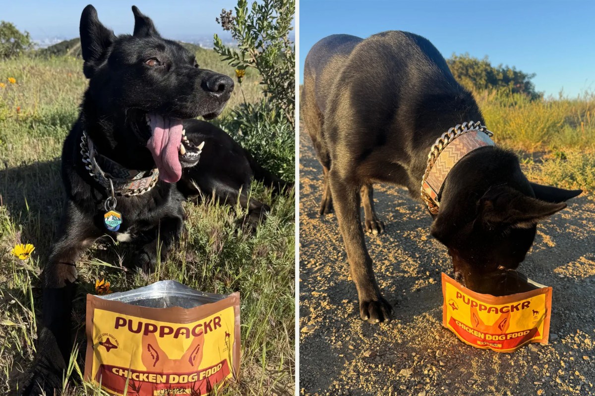 chicken dog food backpacking garage grown gear