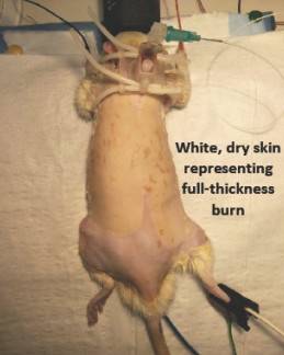 Rat PETA 3