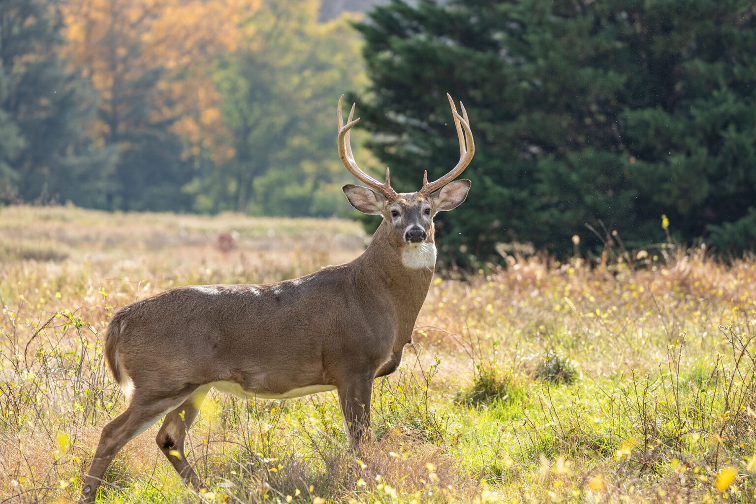 Pennsylvania Could Let Hunters Bait Deer, But There’s a Catch