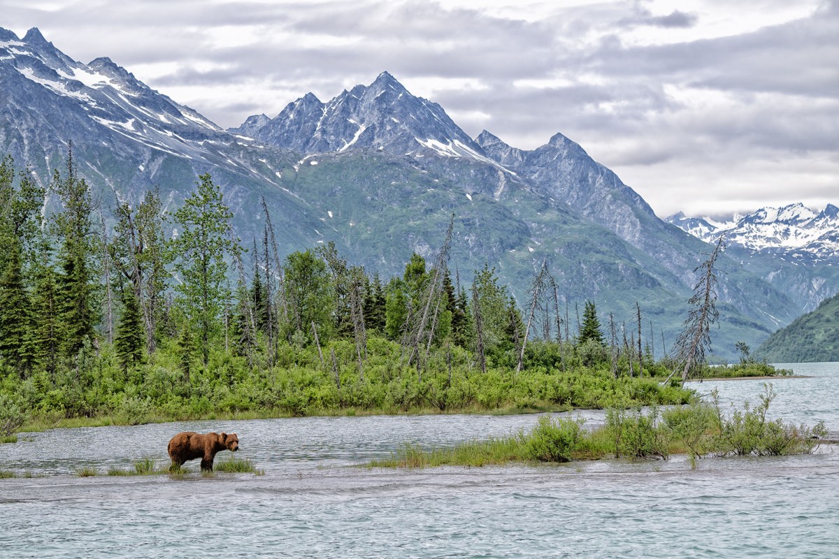 Bear standing in Crescent Lake