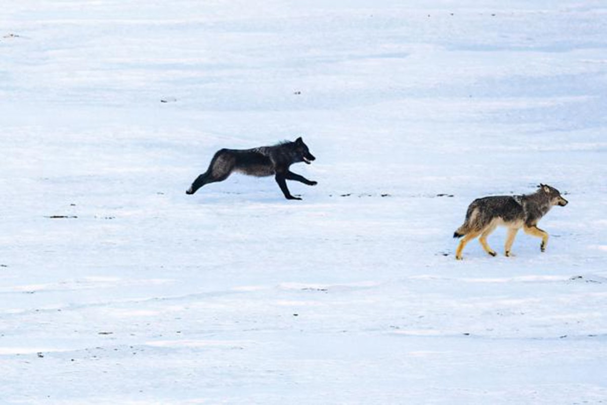 Wolves