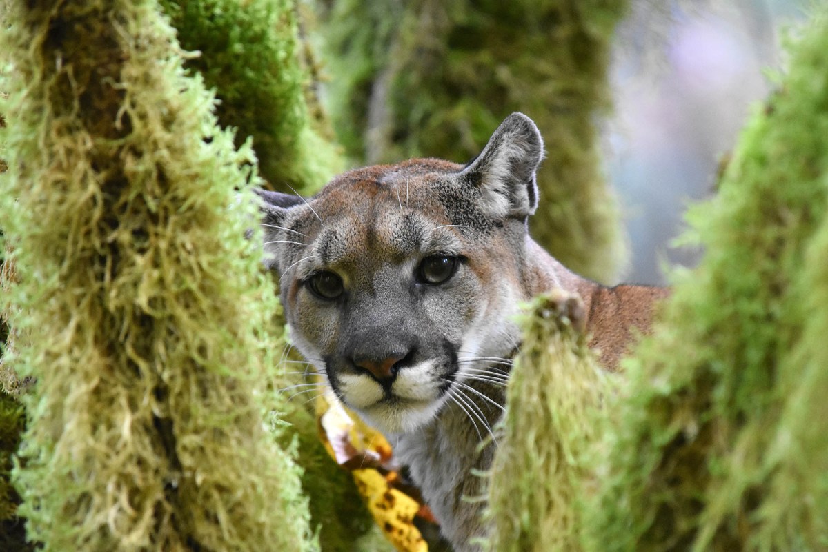 'Charlotte,' the third puma collared as part of the Olympic Cougar Project in Washington state_Credit Mark Elbroch-Panthera