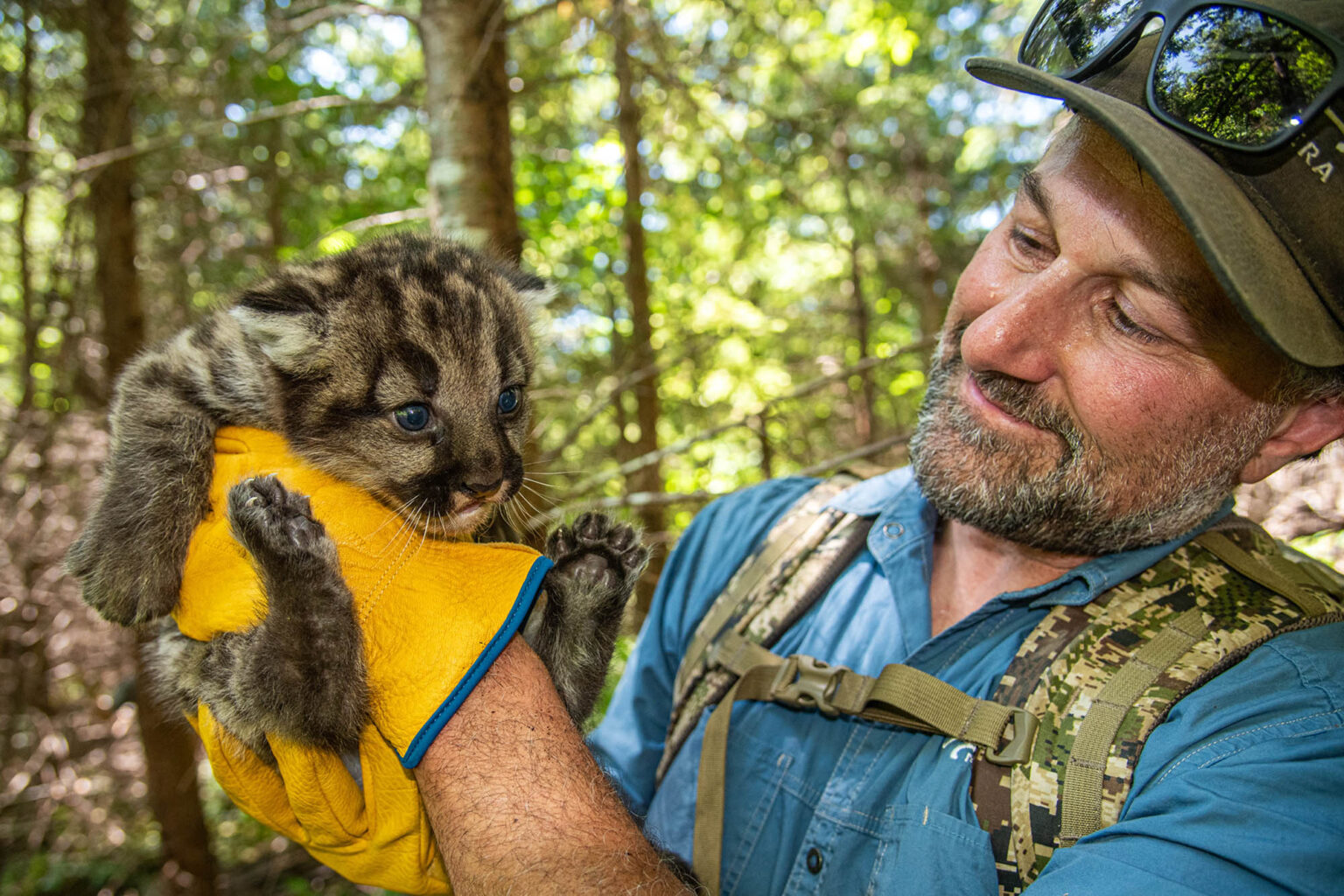 Strava Data Shows Mountain Lions Take ‘Proactive Steps’ to Avoid People Strava Data Shows Mountain Lions Take ‘Proactive Steps’ to Avoid People