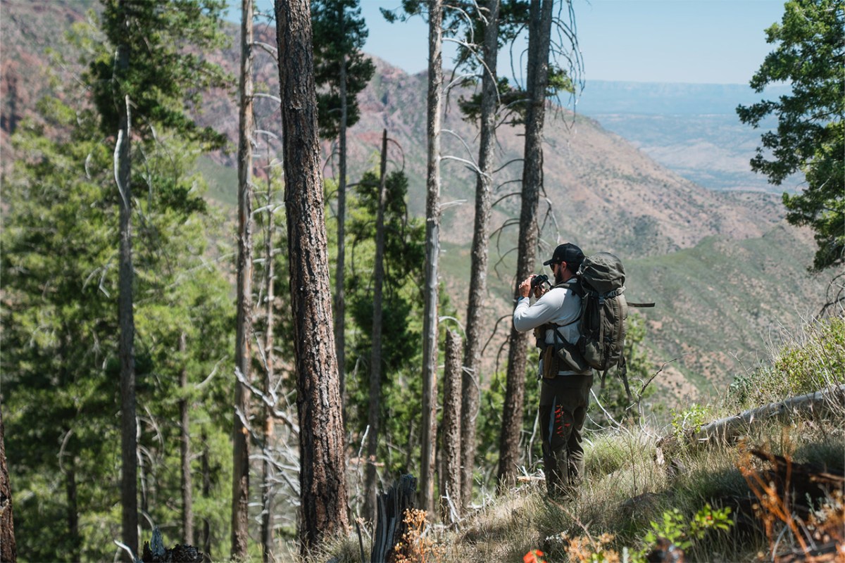 Hunter with a backpack looking through binoculars on a wooded mountain slope