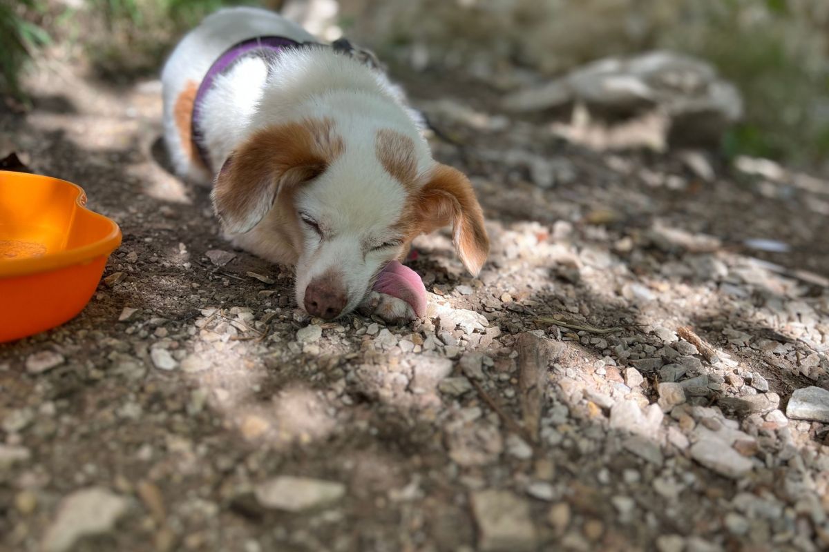 small white dog asleep