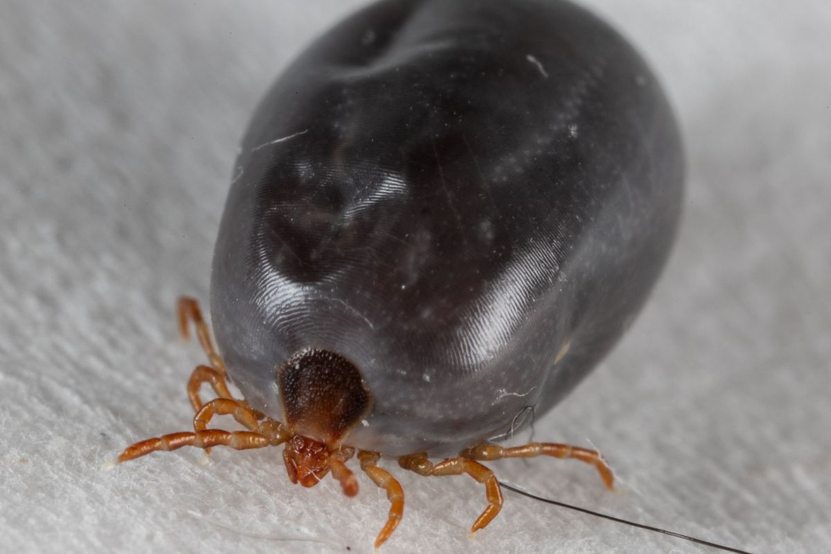 an engorged tick