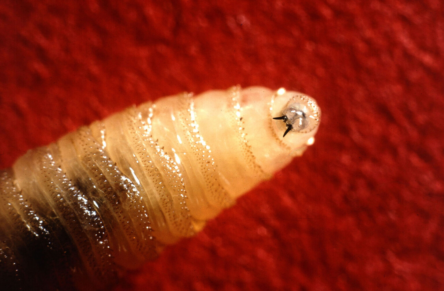 A Flesh-Eating Parasite Is Back in the US