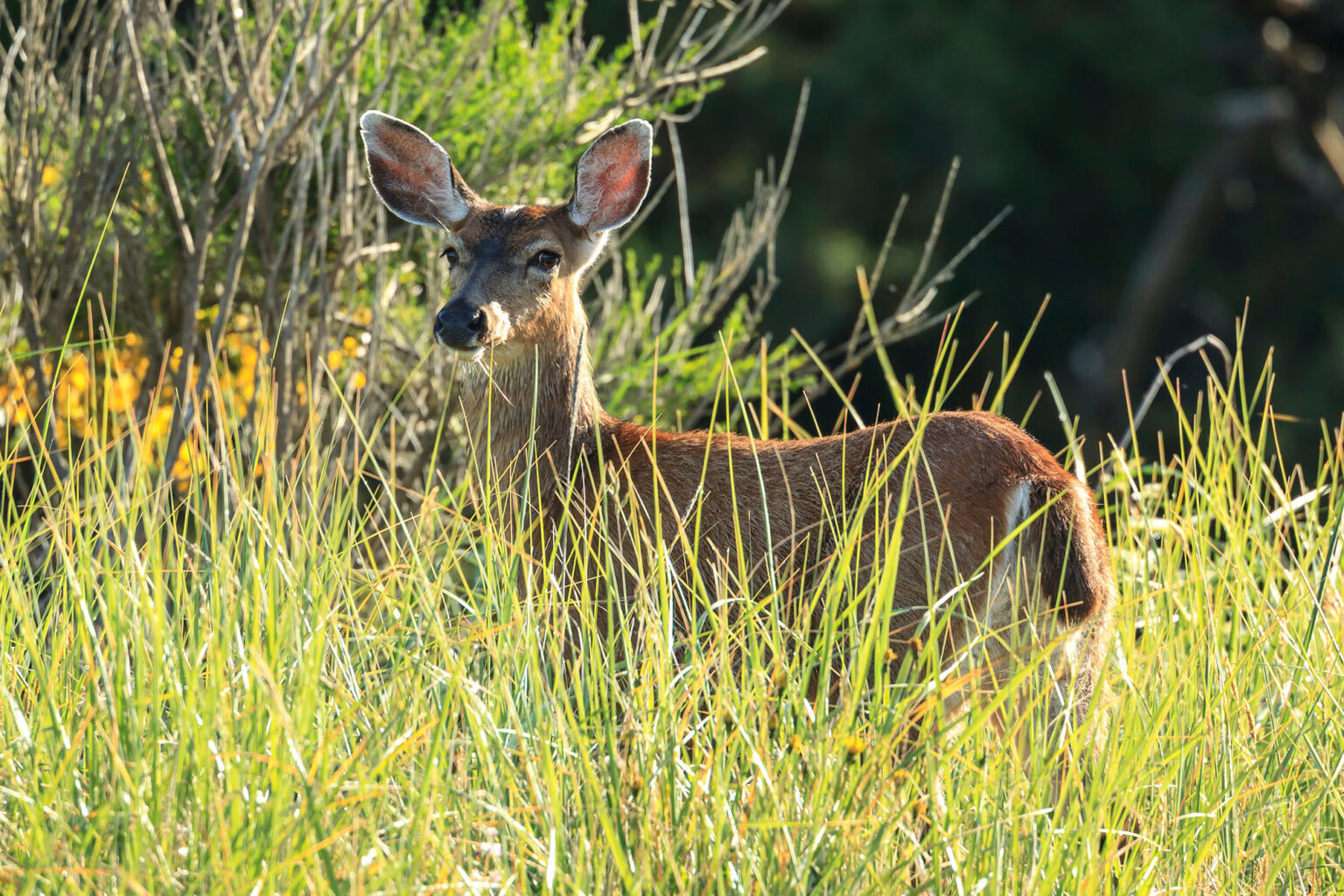 Oregon Proposal Could Criminalize Hunting and Fishing. It Just Cleared a Major Signature Hurdle Oregon Proposal Could Criminalize Hunting and Fishing. It Just Cleared a Major Signature Hurdle